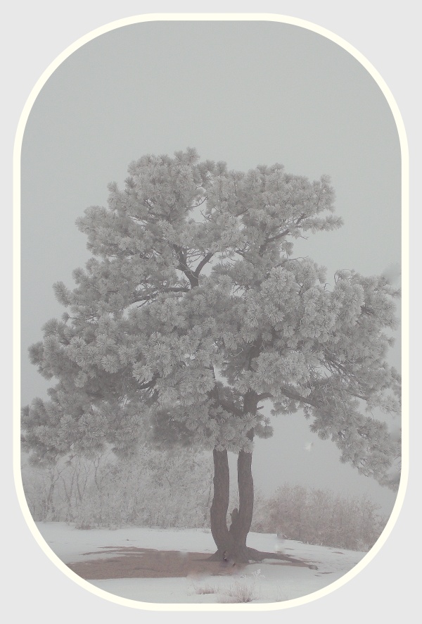 A multi trunked ice encrusted pine tree surrounded by fog.  Normally, behind this tree is a vast valley filled with cattle, horses, deer and elk.